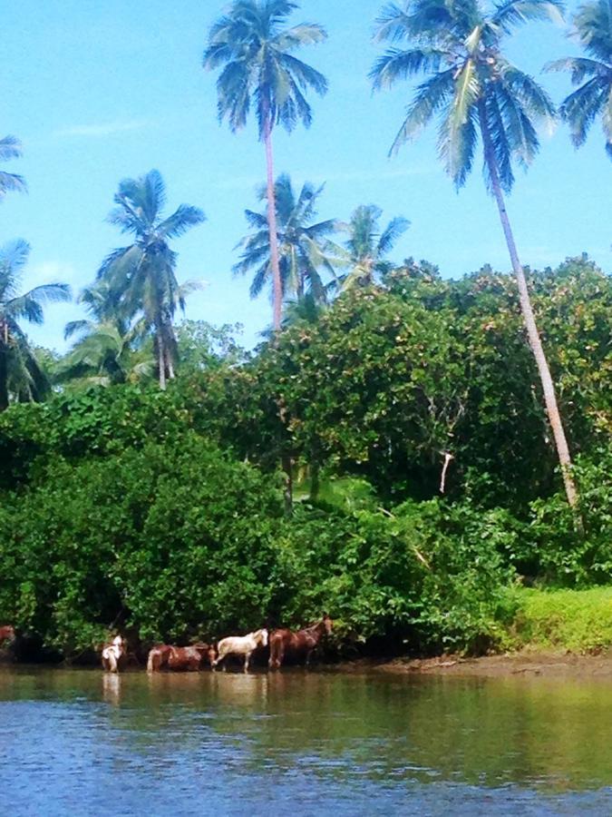 Naveria Heights Lodge Savusavu Dış mekan fotoğraf